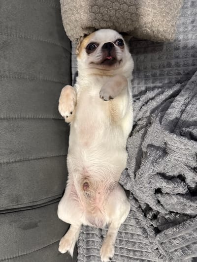 A small white and tan Chihuahua-mix dog is lying on its back on a gray couch, with its paws in the air. The dog has big, dark eyes and its tongue is slightly sticking out. A gray blanket is draped over the dog and the couch. The image appears to have been taken indoors, in a residential setting, likely within the city of Bevern, Germany. The lighting suggests it could be daytime, with natural light from a window or overhead artificial lighting. There are no people visible in the image.