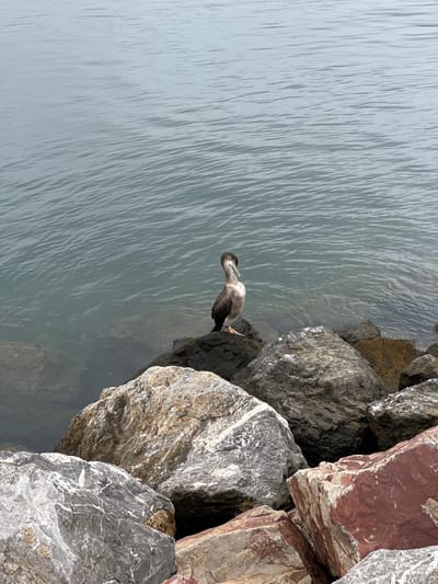A single bird stands on rocks at the edge of a body of water. The bird is dark brown and gray with some lighter markings on its neck and head. It is facing to the left, looking out at the water. The rocks are various shades of gray, white, and reddish-brown, with some algae or moss visible on the submerged ones. The water is a greenish-blue color and appears calm with gentle ripples. The scene is likely a coastal area, possibly along the promenade or breakwater in Gijón, Spain, given the rocky shoreline and proximity to the sea. There are no people or other animals visible in the image.