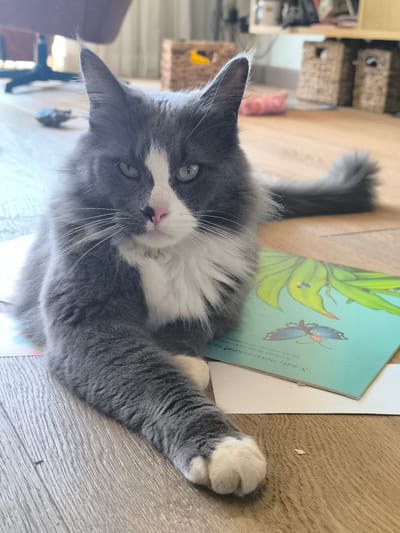 A medium shot shows a grey and white long-haired cat lounging on a wooden floor. The cat is positioned centrally, facing the camera with its head slightly tilted. It has piercing blue-green eyes, a pink nose, and a white patch on its chest and nose. Its left front paw is extended forward, resting on a book with a colorful illustration of leaves and butterflies. The background is softly blurred, revealing a room with furniture, including a chair with a dark base and a basket in the distance. The floor appears to be laminate wood flooring. There is no indication of the city of Alkmaar, Netherlands.