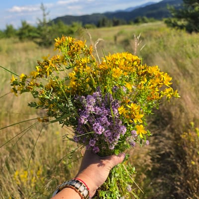 In Ravnogor, Bulgaria, a hand holds a bouquet of wildflowers, consisting of yellow St. John's wort and small purple flowers, likely thyme or a similar herb. The bouquet is presented against a backdrop of a sunlit meadow, with dry grass and scattered yellow flowers. In the distance, rolling hills covered in dark green trees rise against a blue sky with scattered white clouds. The image captures a moment of collecting wild herbs or flowers in a natural, rural setting.