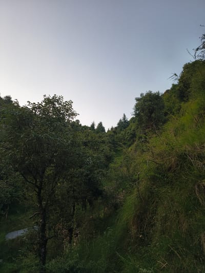 The image shows a hillside covered in dense vegetation, with a clear sky above. On the left side, a large tree with dark green leaves dominates the foreground. Further up the slope, more trees and bushes are visible, creating a layered effect. The right side of the image features tall, lush green grass that appears windswept, suggesting a natural, untamed environment. A narrow, light-colored pathway or road curves through the lower left portion of the scene, partially obscured by foliage. The overall impression is one of a natural landscape, likely in a mountainous or hilly region, with the sky suggesting either early morning or late evening light due to its pale, uniform color. Given the provided context, this scene is likely located in Bhagsu, India, a popular hill station known for its natural beauty and trekking routes.