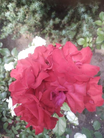 The image is a close-up shot of a cluster of red roses in bloom, with some white roses and green foliage visible in the background. The roses are the dominant subject, with their vibrant red petals filling most of the frame. Some of the red rose petals are slightly wilted, showing the natural progression of their bloom. The background is softly blurred, suggesting an outdoor setting like a garden or park. There are no people or animals present in the image. The overall impression is one of natural beauty and the transient state of flowers. There is no specific information available to pinpoint the exact location within the city of Sumy, Ukraine.
