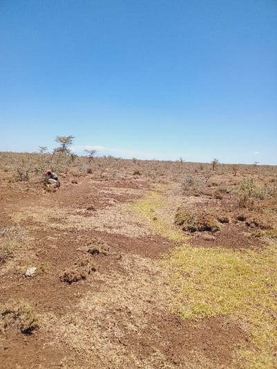 The image presents a wide-angle view of an arid or semi-arid landscape under a vast, clear blue sky. The scene is dominated by a bright, cloudless sky occupying approximately two-thirds of the frame, indicating a sunny day.

The lower third of the image shows the ground, characterized by dry, reddish-brown soil interspersed with patches of yellowish and light green grass, suggesting sparse vegetation. Small, scattered thorny trees and shrubs are visible across the midground and extending towards the distant horizon, which appears slightly hazy.

In the midground, slightly to the left of the center, a lone person is visible, bent over or crouching close to the ground. They are wearing a red head covering or hat and dark clothing. Their exact activity is indistinct, but they appear to be focused on or interacting with the ground, possibly engaged in planting, cultivation, or observation.

The setting is an open, natural environment, likely a savanna or rangeland, aligning with the geographical context of Rumuruti, Kenya. The weather is clear and bright. No man-made structures or text are visible in the scene.
