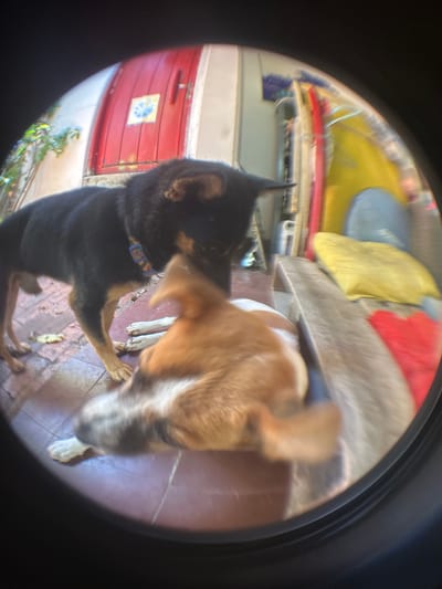 Two dogs are interacting on a tiled outdoor surface. The dog on the left is black with tan legs and is facing towards the right, with its hindquarters closer to the viewer. It is wearing a colorful collar. The dog on the right is predominantly tan and white, with its head down and body blurred as it is in motion. The background shows a red door with a yellow and blue sign, and some greenery. To the right of the dogs, there is a wooden bench and various colorful objects, possibly bags or cushions, including yellow and red ones. The scene appears to be in Mũi Né, Vietnam, suggested by the unique red door and the overall aesthetic of the outdoor area.