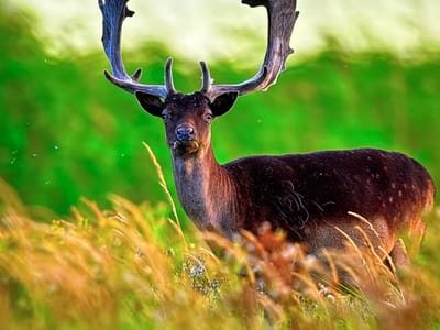 A close-up, full-body portrait of a fallow deer buck with large, palmated antlers stands in a field of tall, golden grass. The deer is facing the viewer, with its head slightly tilted and a piece of green grass visible in its mouth. Its dark brown coat is contrasted by patches of lighter brown and white spots on its hindquarters. The background is a blurry, vibrant green field, suggesting a natural, outdoor setting. There is no indication of the city of Gorzow, Poland, or any urban elements in the image.