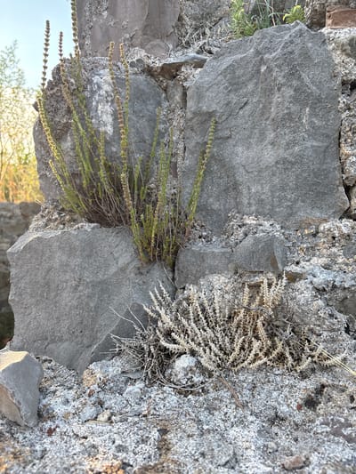 The image depicts a close-up view of a weathered stone structure, possibly an old wall or ruin, in Sutomore, Montenegro. The stones are large, gray, and irregular in shape, with some showing signs of erosion and lichen growth. Growing out of the crevices and from the base of the structure are two distinct types of vegetation. On the left, several tall, slender green stalks with small, underdeveloped flower buds emerge, reaching upwards against the bright sky. To the right and lower, a dry, brittle cluster of pale, spiky plant material sits on a bed of loose stones and sand. The lighting suggests it is either early morning or late afternoon, casting a warm glow on the scene. The background is blurred, showing hints of trees and foliage.