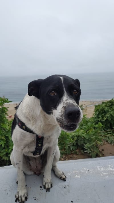 The image depicts a black and white dog with a black harness adorned with colorful paw prints. The dog is sitting on a gray surface, possibly a ledge or concrete platform. The background includes green vegetation and a view of the ocean under a cloudy sky. The scene is likely located in Chorrillos, Peru, given the coastal environment and vegetation typical of the area. The dog is looking up at the viewer with a curious expression.