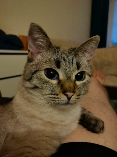 A close-up, medium-shot image depicts a domestic cat with striking blue eyes and tabby markings on its head and ears. The cat is predominantly light-colored with grey and brown stripes. Its gaze is directed slightly to the right. The cat appears to be resting on a person's lap, as evidenced by exposed skin and clothing in the lower portion of the frame. The background is blurred, showing furniture and a wall, suggesting an indoor setting, likely a residential room. The lighting is dim, creating a cozy atmosphere. No specific location in Obninsk, Russia can be identified from the visual information provided.