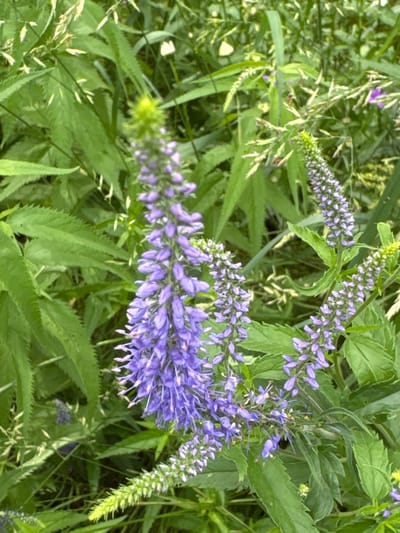 The image shows a close-up view of a flowering plant with many small, delicate purple blossoms arranged in a dense spike. The blossoms are a vibrant shade of purple with lighter centers and appear to have tiny, delicate petals. The plant is surrounded by lush green foliage, including long, slender leaves and some grass-like blades. In the background, there are hints of other green plants and some dried grasses, suggesting a natural, outdoor setting. A few small, undeveloped green flower buds are also visible, along with a spiky, bright green seed head or bud. The lighting suggests it could be daytime, with soft, natural light illuminating the scene. The overall impression is one of natural beauty and the vibrancy of plant life in a wild or semi-wild setting. There are no people, objects, or visible text in the image. The location context is Steklyannyi, Russia, which implies a temperate climate suitable for this type of vegetation.