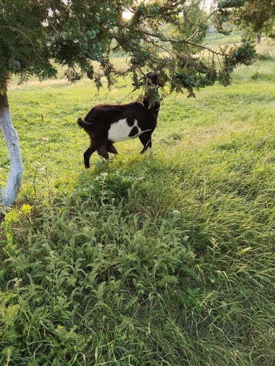 A black and white goat stands in a grassy field, nibbling on the branches of a tree. The goat is facing to the right, with its back to the viewer. The tree's branches hang low, some obscured by the goat's head as it eats. The ground is covered in lush green grass and some smaller plants. In the background, more of the grassy field stretches out, with some trees visible in the distance. The sun appears to be setting or rising, casting a warm glow on the scene and creating long shadows. The overall mood is peaceful and pastoral. The location is Ucrainca, Moldova.