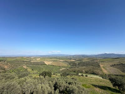 This image displays an expansive, elevated view of an agricultural landscape in Mirandela, Portugal, under a clear, cloudless blue sky. The upper half of the frame is occupied by an unblemished azure sky. The lower half reveals rolling, verdant hills extensively cultivated with olive groves.
In the foreground and midground, numerous olive orchards are visible, characterized by rows of trees with dense, grayish-green foliage, some appearing to be recently planted in structured grids while others are more mature. Interspersed among these groves are patches of lighter brown tilled soil and vibrant green fields, some containing small white flowering plants. Subtle, unpaved tracks or pathways are discernible winding through the cultivated areas. The terrain undulates, forming successive layers of hills receding towards the horizon. A distant mountain range, appearing lighter blue-green due to atmospheric haze, defines the far horizon line. No individuals, animals, or man-made structures are present within the frame. The lighting indicates a bright, sunny day.