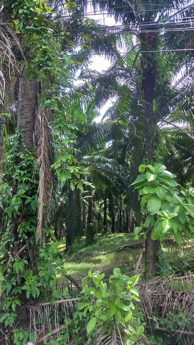 The image shows a view within what appears to be an oil palm plantation in Na Nuea, Thailand. Tall oil palm trees dominate the landscape, with their fronds creating dense foliage. Other plants and vegetation grow around the bases of the palm trees. Some power lines are visible against the sky in the background.