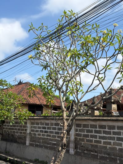 In Blahbatuh, Indonesia, a street scene unfolds under a bright, partly cloudy blue sky. In the foreground, the gnarled branches of a Frangipani tree, adorned with green leaves and a few yellow blossoms, stretch across the frame, partially obscuring the view. Behind the tree, a textured brick wall separates the foreground from the background. The wall is constructed of rough, dark grey bricks with lighter mortar lines, and it sits atop a lower, lighter grey concrete structure.
Beyond the wall, traditional Balinese architecture is visible. A building with a reddish-brown tiled roof, featuring intricate decorative elements on its eaves and pillars, suggests a residential or temple compound. The roof tiles are weathered and arranged in a classic pattern. Electrical wires crisscross the upper portion of the image, creating a stark, linear contrast against the sky and the organic shapes of the tree. No people are present in the scene. The overall impression is one of a vibrant tropical environment with a blend of natural elements and human infrastructure.