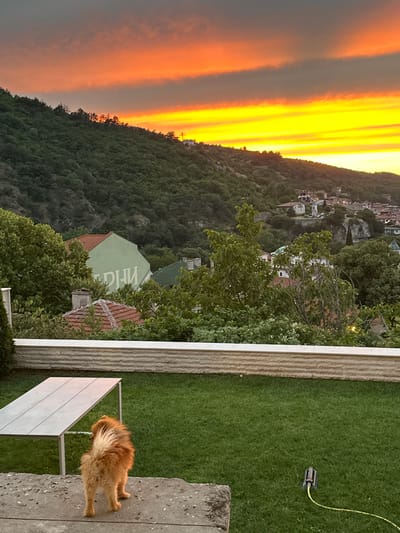 An aerial view of Asenovgrad, Bulgaria, showcases a village nestled amidst lush green hills under a vibrant, fiery sunset. The sky is ablaze with orange and yellow hues, painting dramatic streaks across the horizon. In the foreground, a well-maintained lawn features a modern picnic table and a small, fluffy ginger dog looking away from the camera. Beyond the lawn, a stone wall separates the property from a verdant hillside dotted with trees and traditional Bulgarian houses with red-tiled roofs. In the distance, more houses climb the slopes, hinting at the city's architectural character. The overall scene conveys a peaceful and picturesque evening in a Bulgarian town.