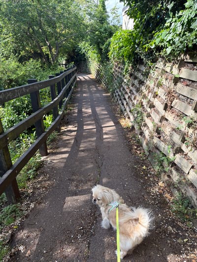This image, captured in Southend-on-Sea, United Kingdom, depicts a small, light-colored, long-haired dog on a bright yellow-green leash walking on a dark grey paved path. The dog, resembling a Pekingese or Shih Tzu, wears a light-colored harness and is positioned in the lower-right foreground, facing left and moving forward.

The path, likely asphalt or tarmac, is littered with light-colored debris and scattered with distinct, elongated shadows from unseen overhead elements. To the left of the path, a dark-stained wooden fence or railing runs parallel to the path, separating it from dense green vegetation and trees beyond. To the right, a retaining wall constructed from staggered rectangular wooden blocks or concrete sleepers rises steeply, partially covered in ivy and other green foliage. A light-colored building is partially visible above the retaining wall and vegetation in the upper-right background. The scene is illuminated by natural light, casting pronounced shadows across the path, indicating direct sunlight from the upper-right. No people are visible.