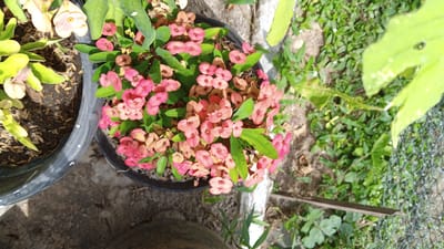 A top-down view captures a potted crown of thorns plant with numerous small, bright pink flowers and green leaves. The plant sits in a black plastic pot, which is placed on a concrete surface. To the left of this pot is another pot containing a plant with pale yellow flowers and green leaves. The background is a mix of dry soil, green grass, and some lighter-colored foliage. A dark metal fence runs along the right side of the image. The lighting suggests it is daytime, likely outdoors. The scene is situated in Cotgadong, Indonesia.