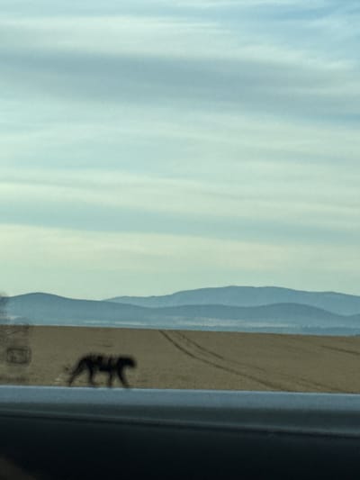 The image depicts a desolate, rural landscape under a pale sky with wispy clouds. In the mid-ground, a silhouette of a four-legged animal, possibly a dog or a wolf, is visible walking across a dry, grassy field. The animal is dark and somewhat blurred, suggesting motion or low light conditions. The field shows tire tracks, indicating recent vehicle activity. In the background, a series of muted, rolling hills stretch towards the horizon. The foreground is dominated by a dark, blurred band, likely the edge of a road or highway, with a lighter grey band above it. The overall impression is one of a wide-open, natural environment, possibly taken from a moving vehicle. The provided location information of Polsko Padarevo, Bulgaria, suggests this is a scene from that specific region.