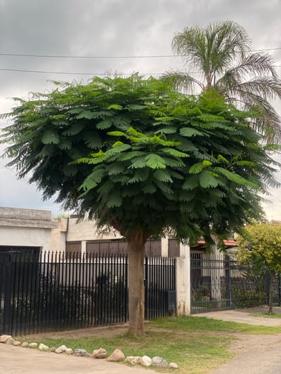 A tall tree with dense, pinnate leaves dominates the frame. A palm tree is visible behind it. Behind the trees is a house with a black iron fence and a concrete structure. The sky is overcast. The ground is covered with grass and a concrete sidewalk with several rocks.