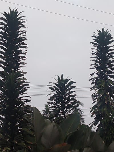 The image shows three tall, dark green plants resembling Dracaena plants, silhouetted against a bright, overcast sky. They are positioned in the foreground, with the left and right plants being taller and more prominent than the central one. Horizontal power lines are visible stretching across the sky behind the plants. The lower part of the image is filled with larger, darker green leaves, possibly from a different type of plant or foliage. The scene appears to be an outdoor environment, potentially in the city of Megamendung, Indonesia, given the lush vegetation and power lines often seen in such locations. There are no people or discernible actions depicted in the image.