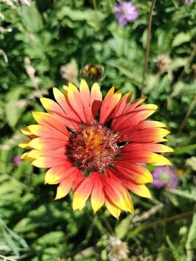 A close-up, top-down view of a vibrant, daisy-like flower with red petals tipped in yellow. The center of the flower is a dense, fuzzy cluster of brown and yellow. The flower is in focus, with the background of green foliage and other blurred flowers providing a soft bokeh effect. Two small purple flowers are visible in the background, one to the left and another to the right of the main flower. A thin, dark stem with a slight curve rises from the bottom right of the frame. The lighting suggests it is daytime, with sunlight illuminating the petals. The scene depicts a natural outdoor setting, likely a garden or meadow. There is no visible text. The context provided indicates the location is Kharkiv, Ukraine.