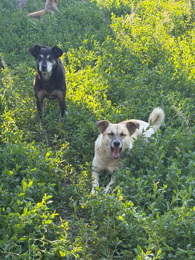 Two dogs are in a field of green vegetation under bright sunlight. A black and gray dog with white fur around its muzzle stands in the left mid-ground, facing the camera. To the right, a tan and white dog is on its hind legs, mouth open, seemingly panting or yawning, with its tail held high. In the background, out of focus, a third dog with tan fur is visible. The environment is a dense, low-lying green bush or grass, with sunlight creating bright highlights on the leaves. The location is identified as Leningradskaya, Russia.