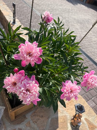 A cluster of bright pink peonies in a wooden planter is positioned outdoors on a stone patio. The flowers are in various stages of bloom, with some fully open and others still budding. The leaves are a deep green and lush. In the background, a cobblestone pathway is visible, bordered by a low stone wall and a modern outdoor light fixture. A small decorative figurine of two rabbits is placed near the planter. The scene is illuminated by bright sunlight, casting shadows on the patio. The location is identified as Kolutkino, Russia. There are no people or animals present in the image besides the decorative figurine.