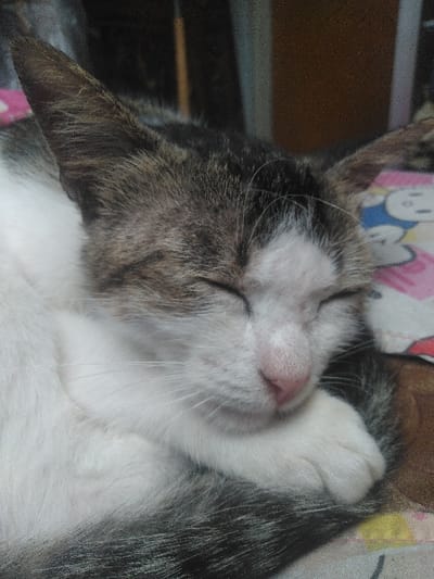 A domestic short-haired cat is depicted in a close-up, sleeping. The cat exhibits a white and brown/grey tabby coat pattern, with white fur covering its chest, chin, and muzzle, while brown and grey tabby markings are visible on its head, ears, and across its back. Its eyes are closed, and its small, pink nose is prominent. A white front paw is tucked under its head, resting near its chin. The cat is situated on a patterned fabric, visible in the upper right, displaying indistinct pink and blue design elements. The background is dark and out of focus. No discernible geographical markers or specific city location, including Yellowknife, Canada, are identifiable within the image.