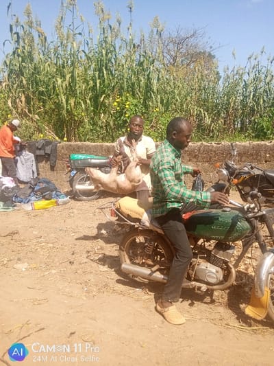 The image depicts an outdoor, sunny scene in Unguwan Rimi, Nigeria, characterized by informal commerce. In the foreground right, a man with dark skin, wearing a green plaid shirt, black pants, and tan slip-on shoes, sits astride a green motorcycle, holding a black plastic bag. His gaze is directed towards the left.
In the mid-ground center, behind a low, rough concrete wall, a bald man with dark skin, dressed in a light-colored shirt and dark trousers, stands holding a pale, freshly slaughtered animal, likely a goat or lamb, by its tied forelegs. The animal hangs vertically from his hands. Behind him, part of a second, dark-colored motorcycle is visible, with a green plastic bag resting on its rear rack.
To the far left, a third man, partially obscured and wearing an orange shirt and a light-colored cap, is engaged with a pile of assorted clothing spread on the dusty ground. Several clothing items are also draped over the concrete wall. The ground throughout the scene is dry earth. The background features a dense growth of tall, green plants with seed heads, possibly sorghum or millet, under a clear blue sky. Shadows indicate bright sunlight.
