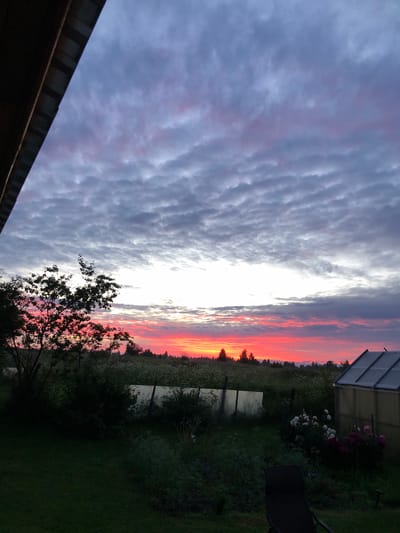 A low-angle, wide shot captures a vibrant sunset over a rural landscape in Zhukovo, Russia. The sky dominates the upper half of the frame, filled with dramatic clouds streaked with hues of deep purple, grey, and a striking crimson-pink near the horizon. The sun, not directly visible, illuminates the sky from behind a dense line of dark trees forming a distant treeline.

In the foreground, a dark, silhouetted tree with intricate branches occupies the left side of the image. Below the treeline, a field of white wildflowers stretches across the middle ground, interspersed with green vegetation. A white fence runs horizontally through the field, partially obscured by the foliage and a reflective, rectangular object leaning against it.

To the right of the field, a small greenhouse with a transparent roof and translucent walls stands, casting a slight yellow glow. In front of the greenhouse, a cluster of blooming flowers, including white and pink roses, adds a touch of color. A dark chair is positioned in the lower right quadrant of the frame, facing away from the camera. The ground in the immediate foreground is a dark, well-maintained lawn. The overall impression is one of a serene evening in a tranquil, natural setting.