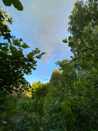 The image shows a low-angle view of trees and sky in a natural setting, likely a park or forest. The leaves of various trees are prominent, creating a canopy effect against a bright blue sky with scattered white clouds. The sky suggests it is daytime, likely late afternoon or early evening given the soft lighting.
The perspective is tilted, making it seem as if the viewer is looking up through the foliage. In the background, hints of a pathway or clearing can be seen, with some man-made structures, possibly a fence or part of a bridge, partially obscured by the dense greenery. The overall scene evokes a sense of tranquility and nature. There is no visible text in the image. The location context provided is Заречный, Russia, which aligns with a potentially rural or park-like environment.