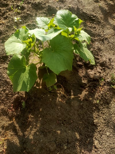 The image shows a young cucumber plant growing in dark, rich soil. The plant has several large, green, heart-shaped leaves with visible veins and a fuzzy texture. New growth is emerging from the center of the plant. The soil is slightly uneven and dry in some areas, with a few small weeds and dried plant debris scattered around. Sunlight is casting shadows on the ground, indicating it is likely daytime. The scene is likely a garden or a field, but no specific urban features are visible that would pinpoint the location to Kremenchuk, Ukraine.