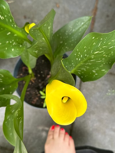 This is a close-up, top-down shot of a potted yellow Calla Lily. The plant is in a dark-colored pot filled with dark soil. The leaves are a deep green with distinct white speckles scattered across their surfaces. One large, bright yellow Calla Lily bloom is prominently featured, its characteristic spathe curling around a central spadix. A second, smaller yellow bud is visible lower down amongst the leaves.
In the upper right corner of the image, a person's foot is visible, with toenails painted bright red. The foot is positioned next to the plant, suggesting a personal setting rather than a commercial one. The background is a blurry, textured surface, likely a patio or walkway, rendered in muted grays and browns, with some areas of dappled light and shadow suggesting an outdoor setting. The overall lighting appears natural, hinting at daytime. The scene conveys a sense of calm and focus on the beauty of the plant. There is no visible text in the image. The location is Krefeld, Germany.