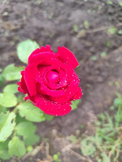 A close-up, top-down view captures a vibrant red rose in full bloom, its petals adorned with glistening water droplets. The rose is situated outdoors, with soft green leaves visible beneath it and the blurred earthy tones of soil and grass in the background. The overall impression is one of natural beauty and freshness. There are no people or actions depicted. The specific location within the city of Beglatoy, Russia, cannot be determined from the image alone.
