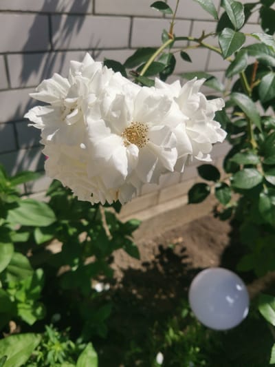 A cluster of white roses blooms prominently in the foreground, their delicate petals catching the sunlight. Behind the flowers, a light-colored brick wall serves as a backdrop, casting long shadows from unseen foliage. Lush green leaves and thorny stems of the rose bush frame the floral subject. The ground below is a mixture of soil and scattered foliage, with a blurry, spherical white object visible in the lower right quadrant of the image. The scene suggests an outdoor setting, possibly a garden or yard, bathed in natural light. The location is identified as Kubina, Russia.
