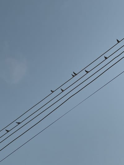 Against a clear, light blue sky in Igboefon, Nigeria, five parallel utility wires traverse the frame diagonally upwards from the lower-left to the upper-right. Ten small, dark-silhouetted birds are perched individually on these wires. Specifically, from top to bottom, the uppermost wire holds three birds; the second wire holds two birds; the third wire holds two birds; the fourth wire holds two birds; and the lowermost wire holds one bird towards its left end. The birds are stationary, exhibiting no active interactions. A faint, diffuse white haze is visible in the upper-left quadrant of the sky.
