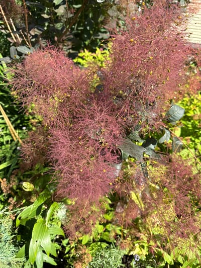 A close-up, eye-level shot shows the feathery, deep pink inflorescences of a smoke bush in a garden setting. The smoky, wispy plumes are covered in tiny seed pods. Behind the smoke bush, dark green leaves and lighter, bright green foliage are visible. The scene is set in the city of Zalessye, SNT, Russia, with the sunlight casting shadows and highlighting the textures of the plants. The focus is on the intricate details of the smoke bush's flowering stage, with other garden plants providing a blurred background.