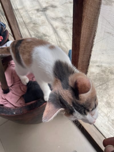 A calico kitten with white, brown, and black patches stands on a pink blanket inside a wooden basket. The basket is on a wooden chair with a mesh screen to the right. The kitten is looking down and to the right, with its nose slightly touching a person's finger. The background appears to be an outdoor setting with a wooden structure and a tiled floor. The image seems to have been taken in Gwarinpa, Nigeria.