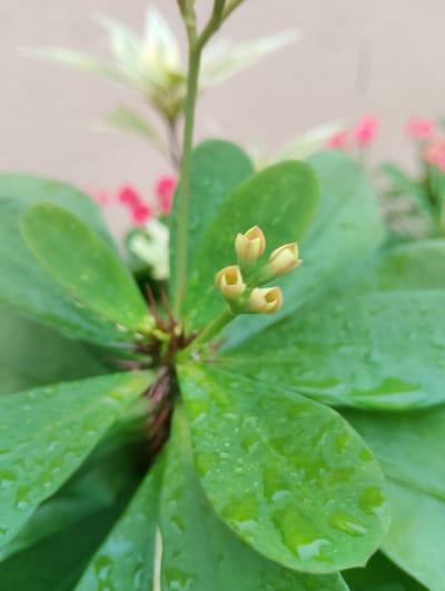 This is a close-up, shallow depth-of-field photograph of a plant with green, waxy leaves and some small, pale yellow flower buds clustered at the top of a stem. The plant has small, reddish-brown thorns visible at the base of the stem where it meets the leaves. The leaves are wet, indicating that it may have rained recently or the plant has been watered. In the blurred background, there are hints of pink flowers and some lighter green foliage, suggesting it is part of a larger garden or planted area. The overall lighting appears soft and natural, possibly indicating an overcast day or indirect sunlight. The focus is sharp on the flower buds and the central part of the plant, with the background and edges of the leaves progressively blurring out. There are no people, text, or specific identifiable objects other than the plant. The setting is likely an outdoor environment, possibly a garden in Ikeja, Nigeria, given the context provided. The image evokes a sense of natural beauty and the delicate stage of new growth.