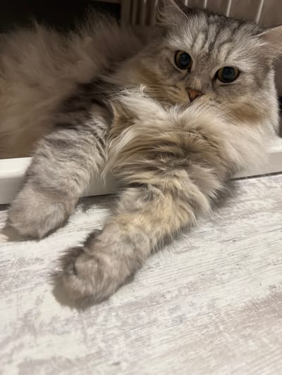 A fluffy, silver tabby cat is lying on a white, wooden-look surface. The cat is positioned at an angle, with its head near the top left of the image and its paws extended towards the right. Its eyes are open and looking directly at the viewer. The background is a light, neutral tone. The photo was taken indoors. Gornyi (Dvurechenskoe S/P), Russia is not identifiable in the image.