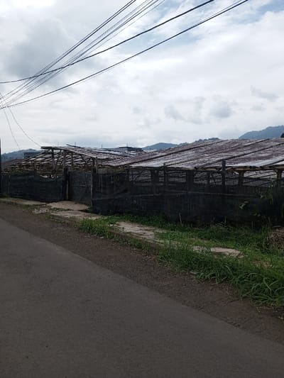 The image displays an exterior roadside scene in Ariyalai, Sri Lanka, captured under an overcast sky. A dark grey asphalt road occupies the lower-left foreground, bordered on its right by a narrow, light-colored concrete pathway partially obscured by overgrown green grass and dirt. In the midground, a series of interconnected agricultural structures, possibly greenhouses or drying sheds, extends horizontally across the frame. These structures feature frames constructed from wooden or bamboo poles, supporting weathered, corrugated roofing material, likely metal or rigid plastic sheets. Their perimeters are enclosed by dark, mesh-like netting, with an open entry visible on the leftmost structure. No individuals are present. The background reveals distant hills or mountains, covered in vegetation, beneath a cloudy sky. Multiple dark electrical or communication wires are visible traversing the upper-left portion of the frame against the sky.