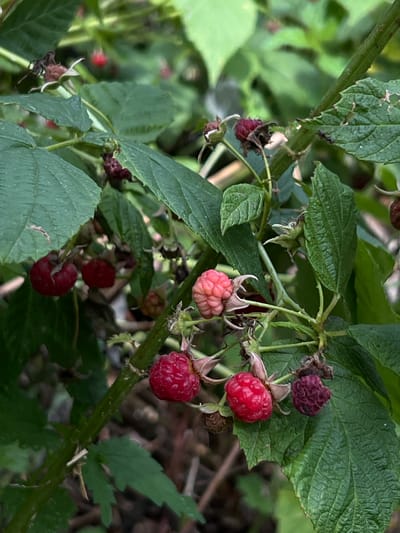 In Yakshur-Bod'ya, Russia, a close-up shot captures a raspberry bush laden with ripe and unripe berries amidst lush green foliage. Several red raspberries are visible, some appearing plump and juicy, while others are smaller and still developing a pinkish hue. A few dried, dark red berries indicate stages of overripeness or decay. The branches are covered in green leaves with serrated edges and some fine hairs. The background is a blur of greens and browns, suggesting a natural, outdoor environment. There are no people or animals present in the frame.
