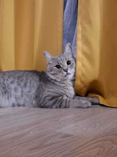 A grey tabby cat is lying on a wooden floor, partially hidden behind a yellow curtain. The cat is looking towards the camera with its green eyes wide open. Its body is elongated, and its paws are tucked beneath it. The background consists of a yellow curtain and a sheer white curtain behind it, with a hint of a building facade visible through a gap. The lighting suggests an indoor environment, possibly a room in a residential building. There are no people visible in the image. The scene appears to be a domestic setting within Zemun Urban Municipality, Serbia.