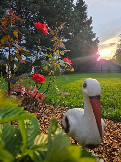 This media file shows a close-up, low-angle view of a garden scene at sunrise. In the foreground, a decorative garden ornament resembling a stork stands on a bed of wood chips. The stork is white with a red and black beak, and its body is textured. To the left of the ornament, a rose bush with vibrant red roses and green and reddish leaves is visible. The background features a lush green lawn, and further back, a line of trees and a glimpse of a building and a fence. The sun is low in the sky, casting a warm, golden light and creating lens flares that streak across the image, indicating it's early morning. The sky is a pale blue with some wispy clouds. The overall mood is tranquil and serene, capturing the beauty of a garden at dawn. The location is identified as Восход Снт (фролово), Russia. No text is visible in the image.