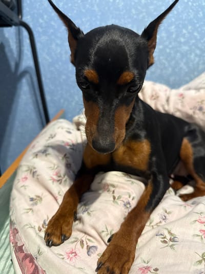 An indoor scene in Yasynivka, Ukraine, displays a Miniature Pinscher dog positioned centrally. The dog exhibits a short, sleek, black coat with distinct rust-brown (tan) markings on its muzzle, above its eyes, on its chest, and on its legs. Its ears are naturally erect and pointed. The dog is looking downward, with its dark eyes visible. It is resting or seated on a light-colored textile, likely a blanket or bedding, which features a repeating floral pattern of small pink, purple, and green elements. In the background, a textured light blue wall is visible, with a dark, vertical structural element (possibly part of furniture) casting a shadow on the wall to the left of the dog.