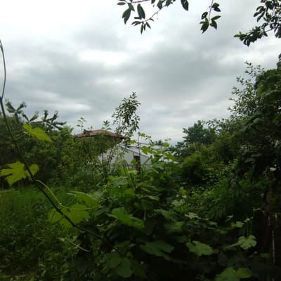 The image depicts an outdoor scene with lush greenery and a cloudy sky. In the foreground, a thick vine with large, light green leaves dominates the left side. Behind the vine, various trees and bushes create a dense wall of foliage. A white greenhouse or similar structure is partially visible through the greenery, with a reddish-brown roof of a house peeking out from behind the trees on the left. The sky is overcast, suggesting a cloudy or possibly rainy day. The overall impression is one of a natural, overgrown garden or rural setting. No people or text are visible. The context of Khankendi, Azerbaijan, suggests a location in the Caucasus region. The time of day is indeterminate due to the overcast sky, but it appears to be daytime. The atmosphere is calm and natural, with a focus on the abundant plant life.
