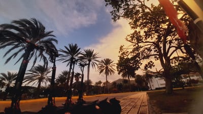 The image depicts a sunset scene in Pedro González, Venezuela, with a focus on a row of parked electric scooters. Tall palm trees dominate the left side of the frame, their fronds silhouetted against a sky transitioning from blue to a warm orange and yellow hue. The ground is a paved pathway with a textured, brick-like pattern, and an orange strip runs along the edge of a grassy area. In the background, a white building is partially visible behind lush greenery and more palm trees. A large tree with intricate branches is positioned on the right side of the image, with a portion of a red flag visible hanging from what appears to be a flagpole. The lighting suggests the golden hour, casting long shadows and a soft glow across the landscape. There are no visible people in the image.
