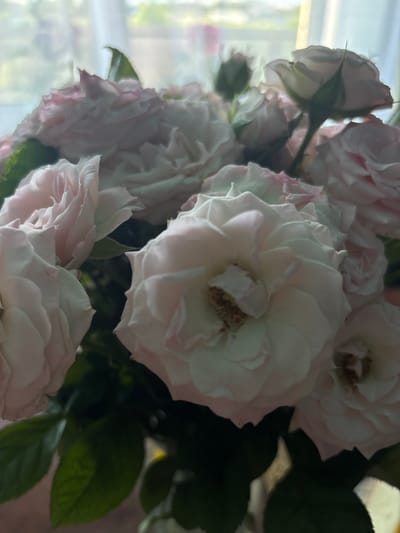 A bouquet of light pink roses is viewed in a close-up, slightly angled, indoor shot. The flowers are mostly in bloom, with a few buds visible. Green leaves are partially visible between the flowers. Diffused natural light is present, likely from a window to the left. The location and specific details of Elovo, Russia, are not discernible from the image.