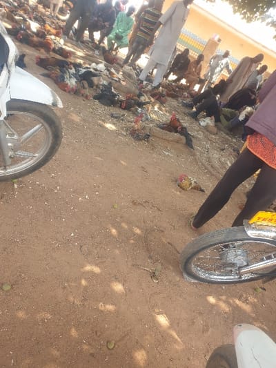 The image presents an outdoor scene in Kafuri, Nigeria. The ground is reddish-brown dirt, marked by dappled sunlight suggesting overhead tree cover. A large number of live chickens, including roosters and hens of various colors (red, black, white, and mixed patterns), are distributed across the central and midground areas, with some birds standing and others lying on the ground. Scattered among the poultry are loose materials, possibly feed or organic debris.
Multiple adult individuals are visible in the midground and background, predominantly male, dressed in a variety of traditional and contemporary clothing. Some individuals are standing, while others are seated or squatting amidst the chickens. In the background, a building with an orange-brown facade and a multi-colored fence (blue, yellow, white segments) is present.
In the immediate foreground, parts of two motorcycles are visible. On the left, the front wheel and a white fender of a motorcycle are captured. On the right, the rear wheel of another motorcycle is partially seen, featuring a yellow license plate with the word "TEST" and additional obscured characters. A person's foot, clad in a sandal, is visible next to the right motorcycle wheel. The overall arrangement of people, poultry, and motorcycles is consistent with an active outdoor market or poultry distribution point.