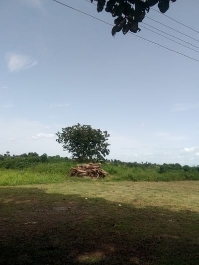 The image depicts an outdoor scene under a clear, pale blue sky with a few wispy clouds. The foreground is a grassy field, with some areas appearing darker and possibly damp, suggesting recent rain or shade from an unseen source. A few small, round objects, possibly rocks or fallen fruits, are scattered on the grass.
In the middle ground, a pile of cut logs is stacked neatly. Behind the logs stands a large, leafy tree with a full canopy. The tree is positioned in front of a dense line of green vegetation, including tall grasses and bushes, which extends across the horizon. Further in the distance, more trees and some undulating terrain are visible. Power lines and some dark leaves from an overhanging tree are present in the upper portion of the image.
The lighting suggests it is daytime, likely mid-morning or afternoon, with soft shadows indicating the sun's position. The weather appears pleasant and clear. The overall impression is one of a rural or semi-rural setting in Markurdi, Nigeria, with evidence of recent or ongoing activity related to forestry or land clearing. There is no visible text in the image.