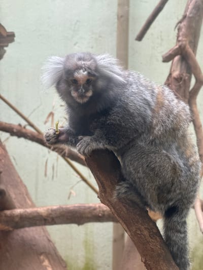 A single Common Marmoset (Callithrix jacchus) is depicted in a three-quarter view, perched on a thick, horizontal tree branch. The monkey exhibits grey-brown fur, prominent white ear tufts, and a pale face with darker markings around the eyes and a distinct white stripe extending from its nose to its forehead. Its left forelimb grasps a small, light green, twig-like object. Patches of reddish-brown fur are visible on its flanks. The background consists of out-of-focus bare tree branches and a light green wall, consistent with an animal enclosure. This scene is located in Cidade da Maia, Portugal.